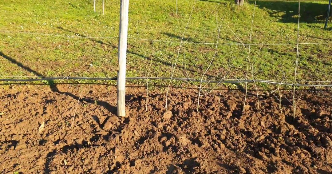 Gajenje aronije može se uspešno obavljati u različitim uslovima.