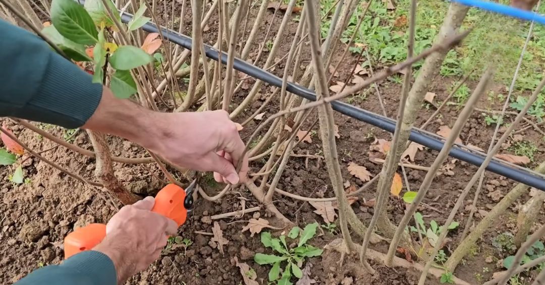 Odabir između jesenje orezivanje i prolećno orezivanje aronije zavisi od nekoliko ključnih faktora