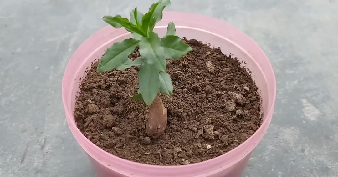 Tehnika sadnje badema zahteva preciznost i pažljivo planiranje.