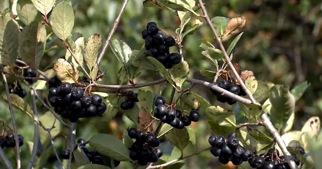 Klimatski uslovi igraju ključnu ulogu u zrelosti plodova aronije