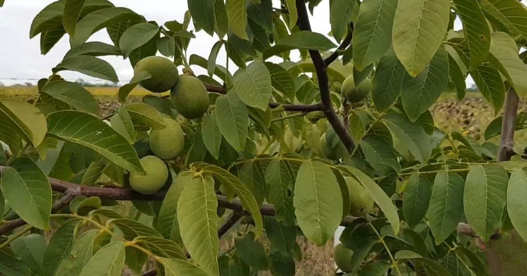 Odabir optimalnog vremena za sadnju oraha ključan je za postizanje visokog prinosa i zdravog razvoja biljke