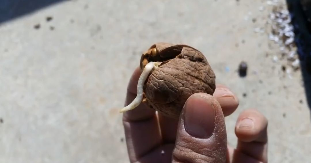 Orah sadnja