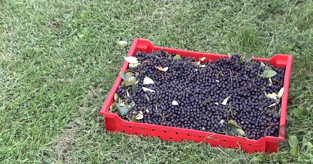 Pravilno vreme berbe aronije od velikog je značaja za dobijanje kvalitetnog i ukusnog ploda.